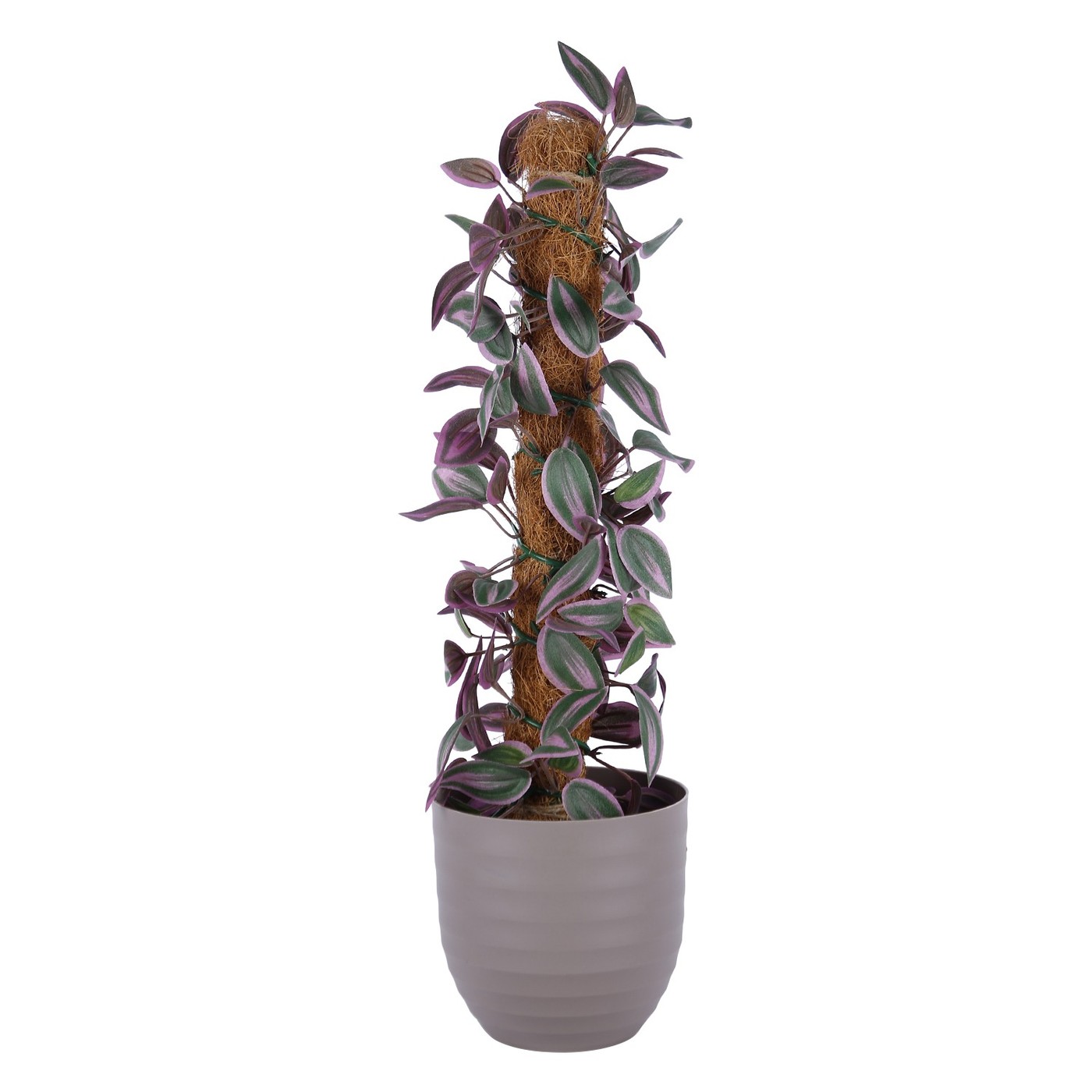 Wandering Jew Topiary, Moss Pole