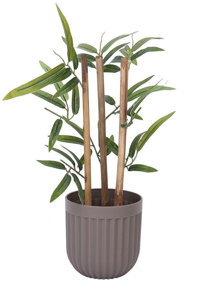 Snake Plant Duo, Staked