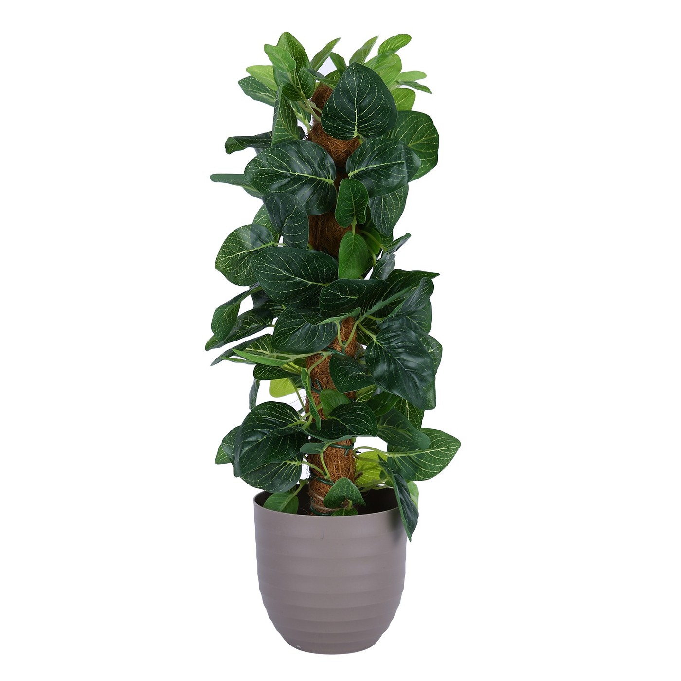 Money Plant Topiary, Moss Pole