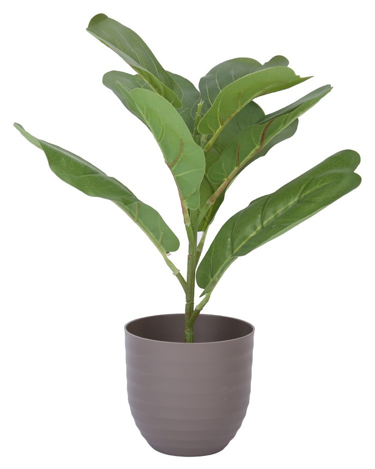 Fiddle Leaf Fig, Mini Potted