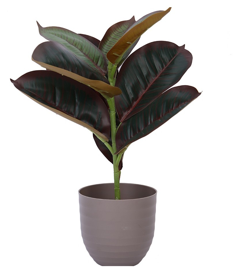 Rubber Plant, Mini Potted