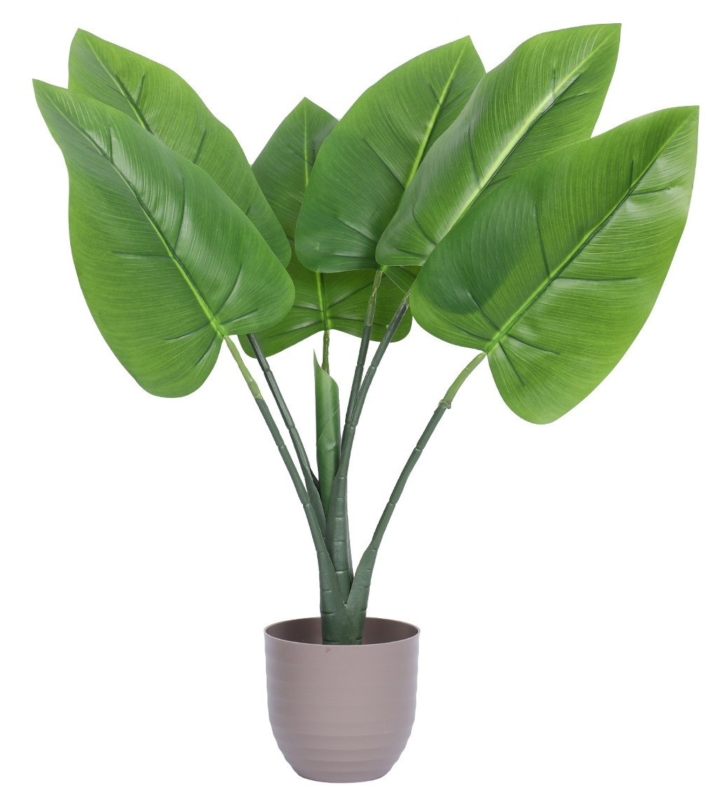 Bird of Paradise, Floor Plant