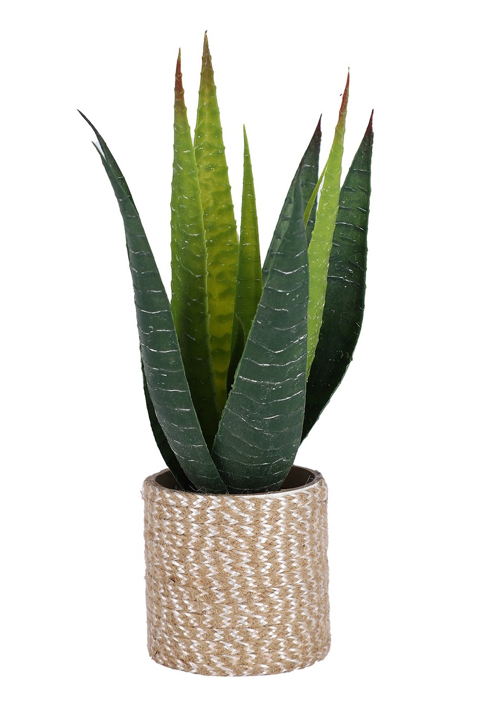 Aloe Vera, Jute Rope Pot