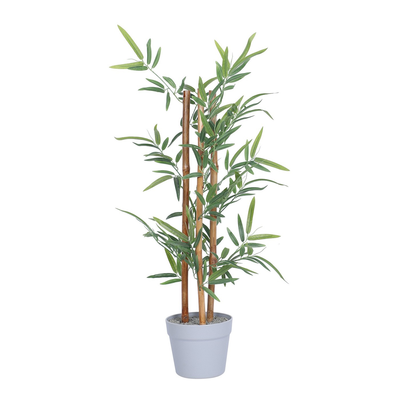 Bamboo, Floor Plant